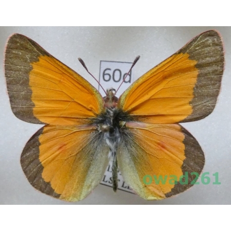 Colias meadii W.H. Edwards, 1871 male USA60d